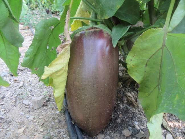 Afyonkarahisar'da asırlık tohumla patlıcan üretimi yapılıyor